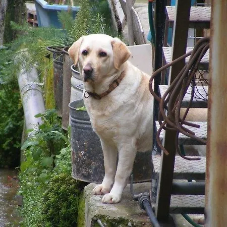 Grand Zeus * Anoyira